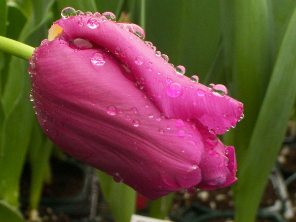 Raindrops on my Tulips